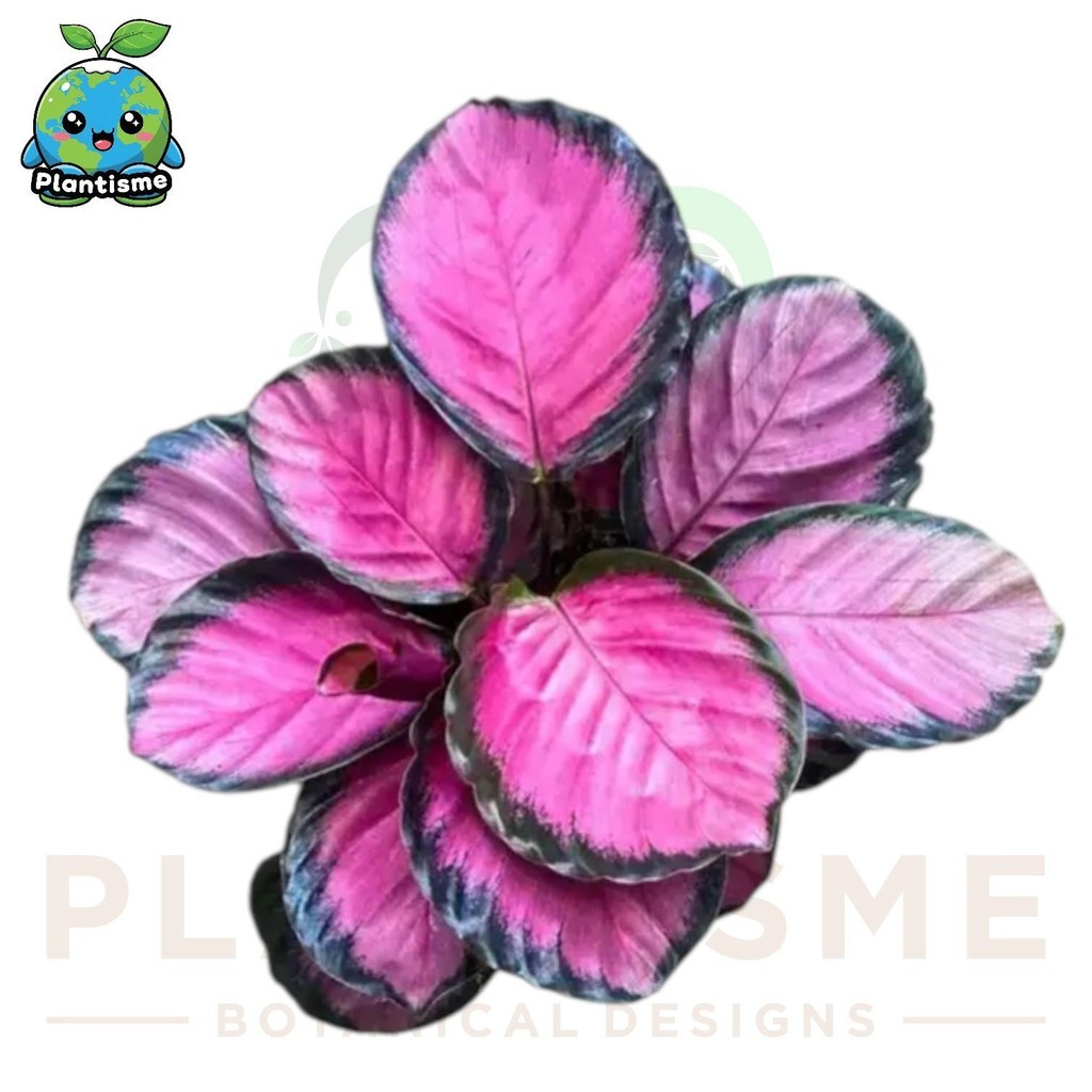 Tanaman Hias – Blush Heart Calathea Roseopicta Crimson Daun Pink Elegan Plant Goeppertia Roseopicta 