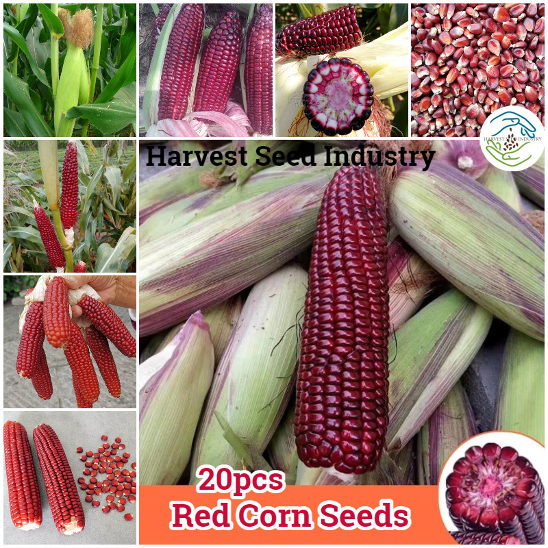 20 biji benih jagung ketan ungu kehitaman / jagung pulut