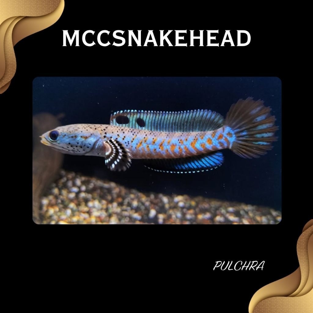 (CHANNA TERLARIS) BLUE PULCHRA - Full Dot Dorsal Biru Yellow Spot | SINGLE TANK - BEST SORTIRAN | Sn