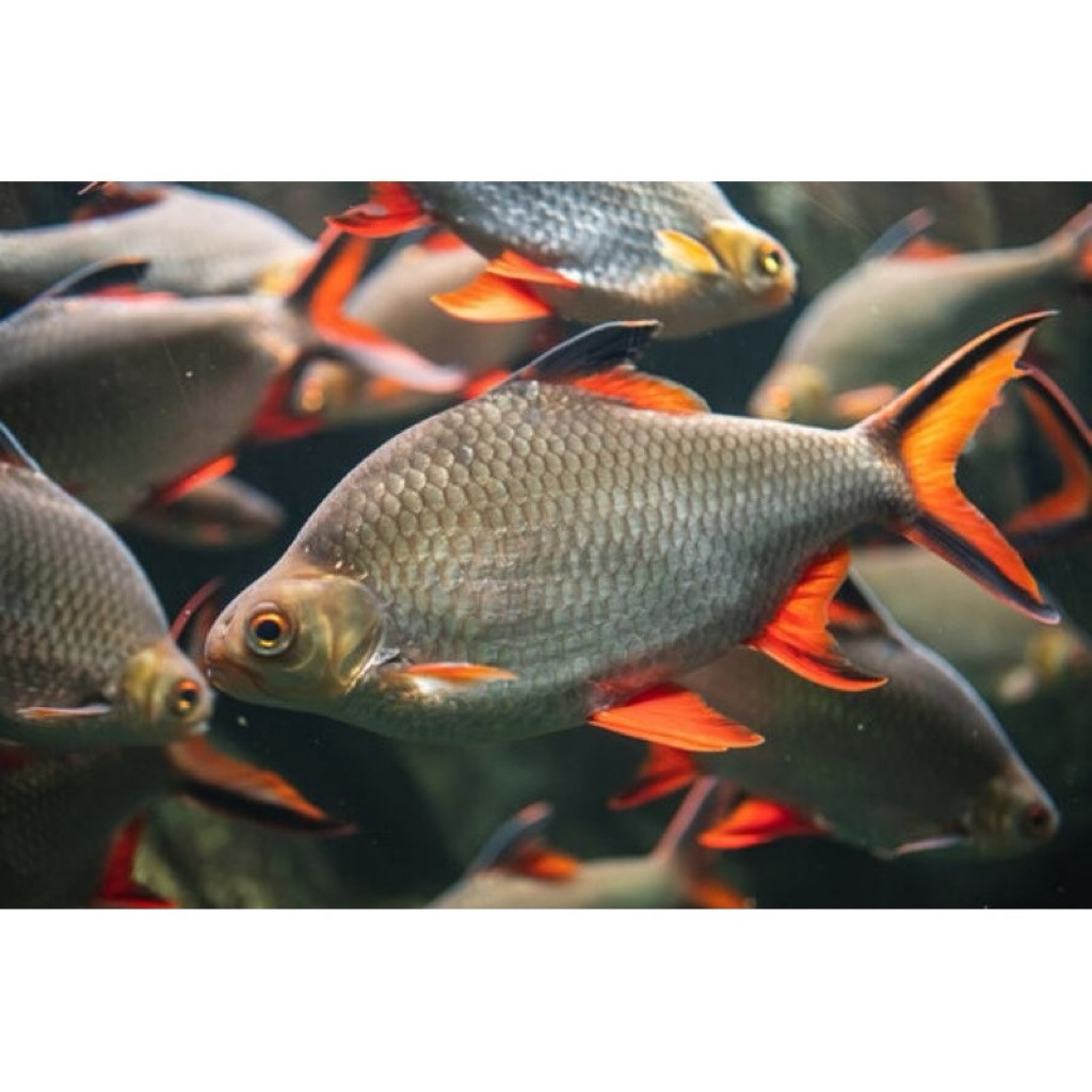 Ikan Kaviat Green 2pct/ kaviat ijo / kaviat bangkok 7-9cm