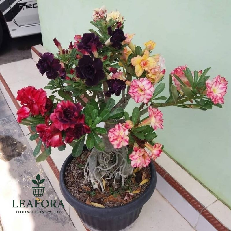 Adenium Kamboja / Adenium Kamboja Bunga Tumpuk / Adenium kamboja Jepang / Adenium kamboja 1000 Batan
