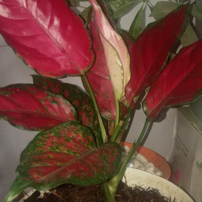Tanaman hias Aglonema Red king anjamani/aglaonema red anjani Termurah