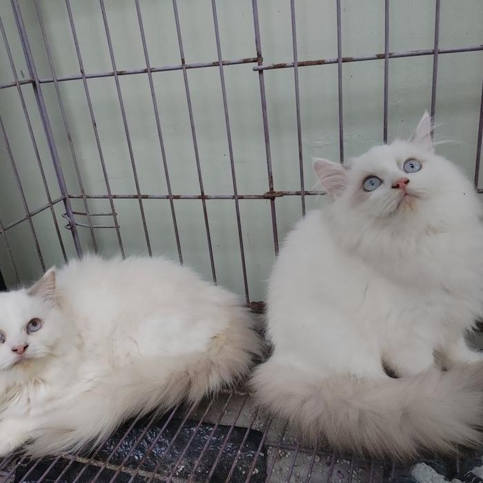 kucing kitten persia himalaya mix ragdoll sepasang
