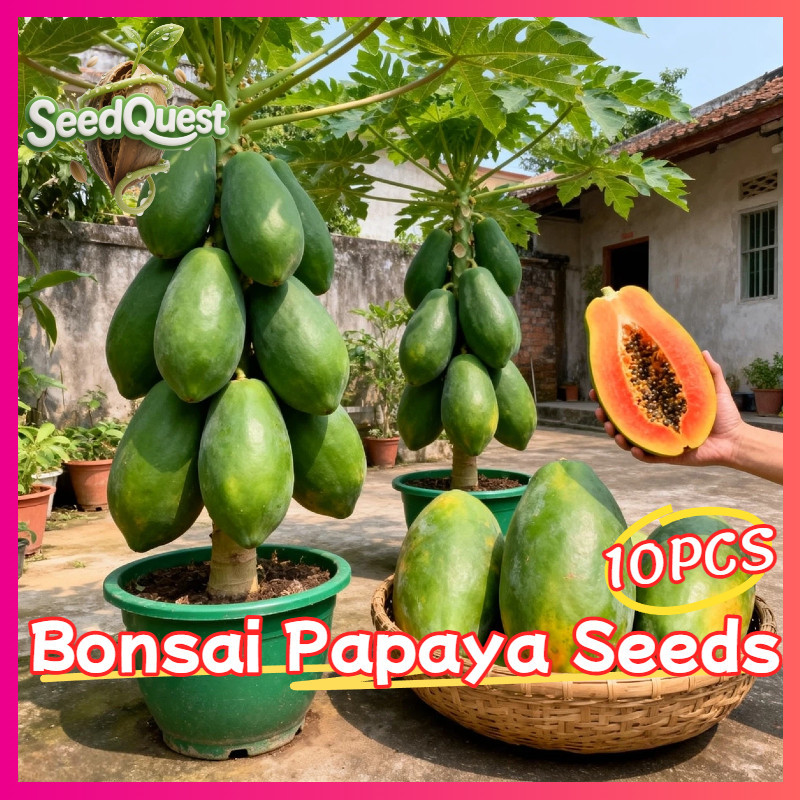 Benih Pepaya CALIFORNIA MADU Isi 30 Biji Bibit