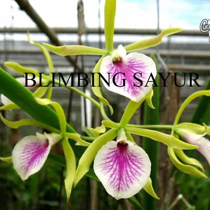 (PROMO MURAH) Anggrek Jairak Kiss CATTLEYA Bumi Orchids Mericlone