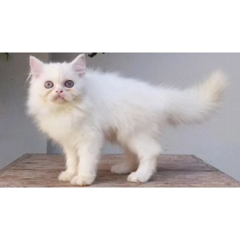 KUCING PERSIA FLATNOSE BETINA 2 BULAN WHITE SOLID