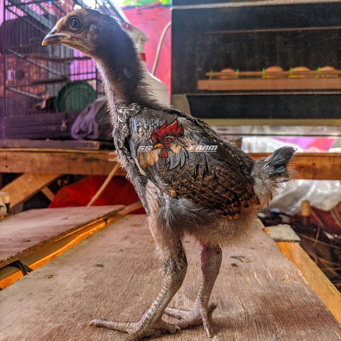 Anakan Ayam Pelung Calon Jumbo Usia 1 Bulan -