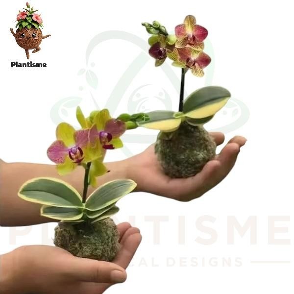Kokedama – Anggrek Bulan Mini Varigata Phalaenopsis Orchid Tanaman Hias Bunga Elegan