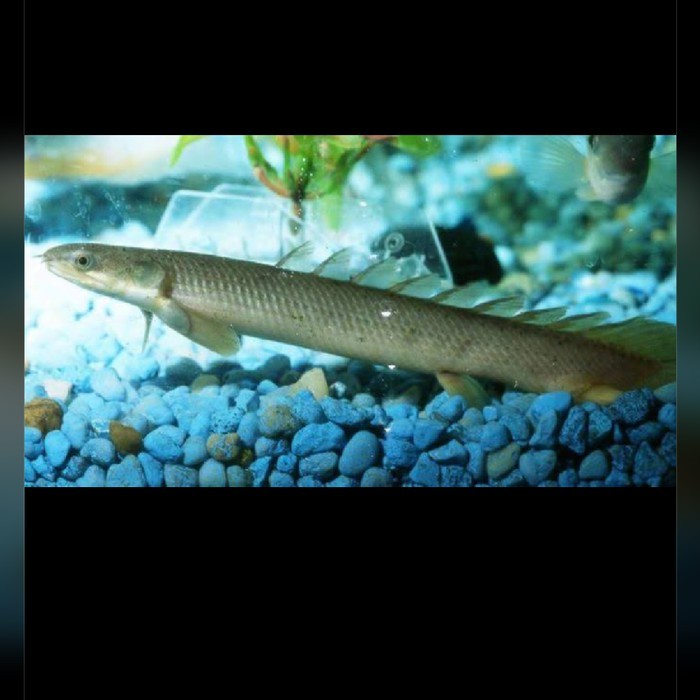 Ikan Palmas Hitam / Ikan Naga dragon fist