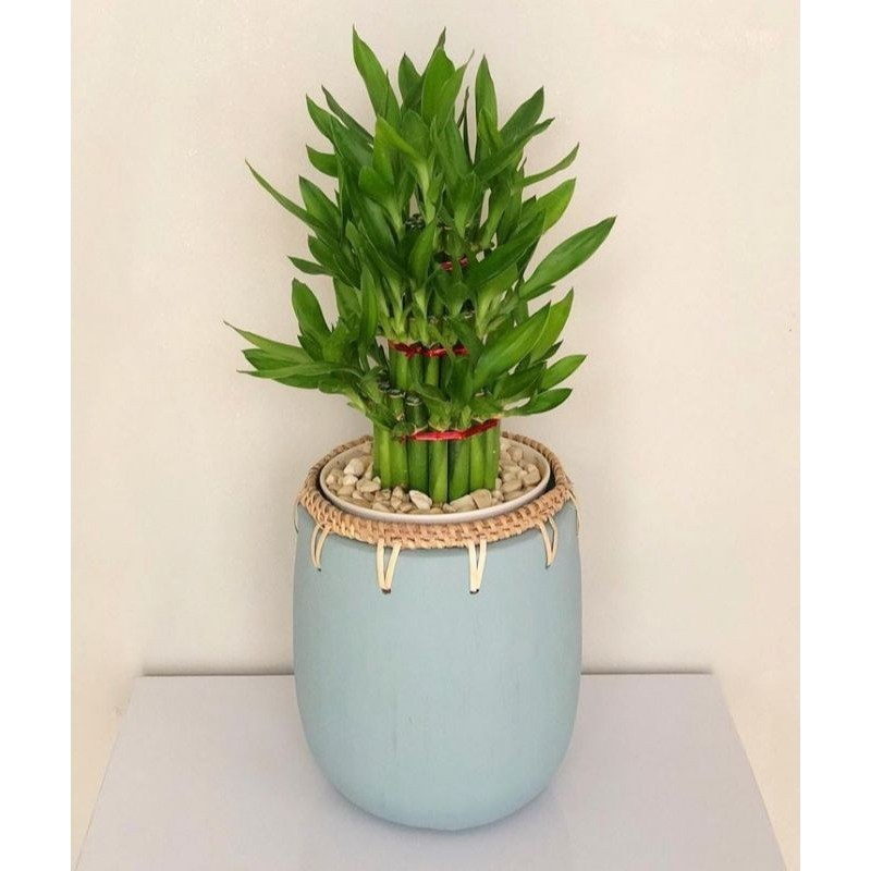 Tanaman Hias Bambu Hoki - Lucky Bamboo - Tanaman Hidup - Bambu Hoki