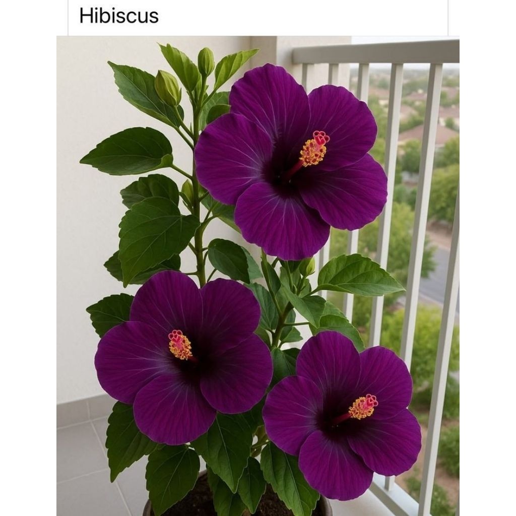 Kembang Sepatu Bunga Ungu / Tanaman Kembang Sepatu / Bunga Hibiscus Ungu