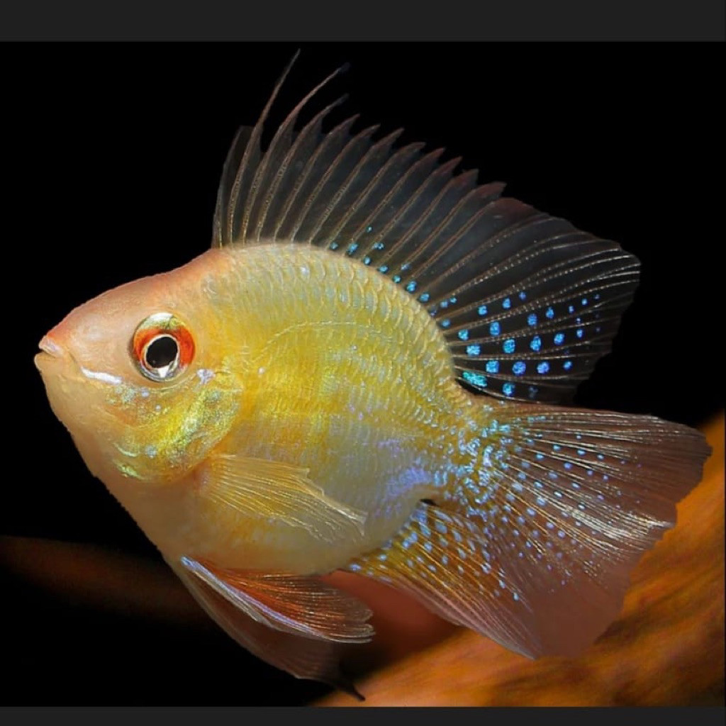 GOLDEN RAMIREZI IKAN HIAS RAMIREZI GOLDEN / RAMIREZI GERMAN / IKAN HIAS AQUASCAPE AQUARIUM / IKAN KU