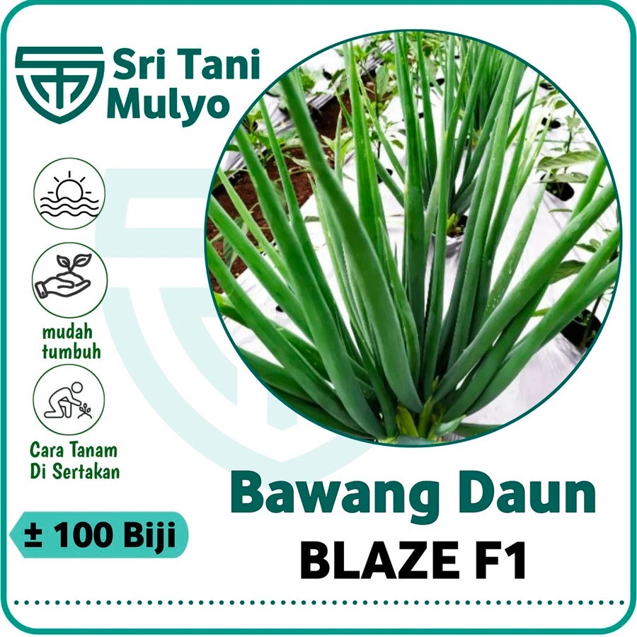 100 Biji - Benih Bawang Daun BLAZE F1 - CAP PANAH MERAH