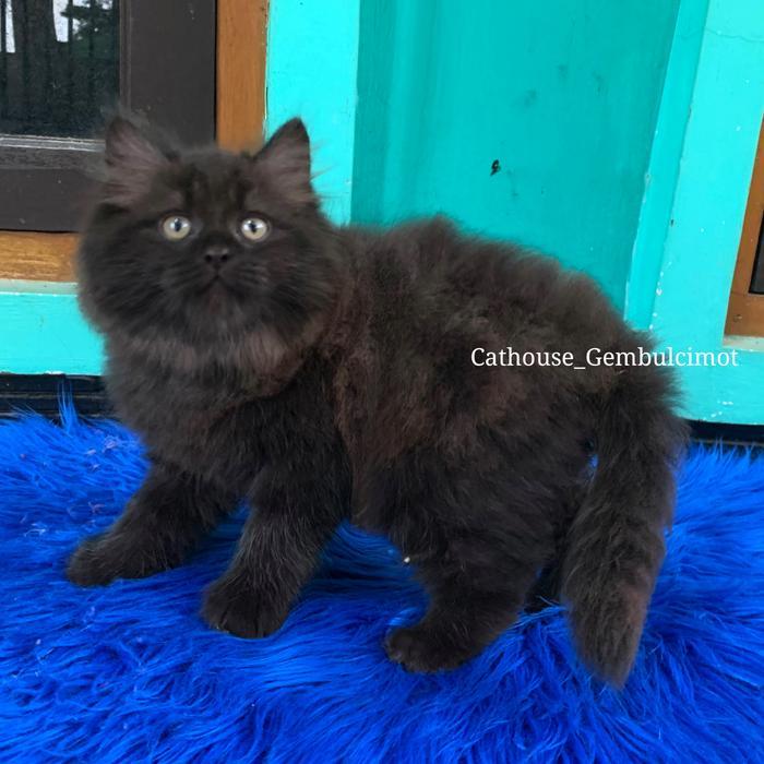 Kucing Kitten Persia Mix Mainecoon Bulu Kapas Jantan