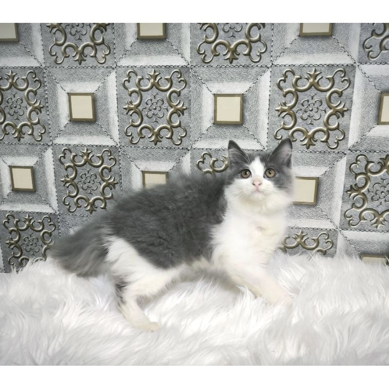 Kucing Persia Anggora Himalaya Ragdoll Kitten