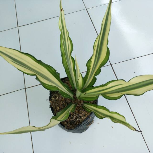 Tanaman Hias Agave Putih-Tanaman Agave Putih