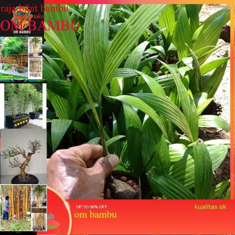 Bibit pinang Unggul Asli Pinang Hibrida Buah lebat Pohon  Pendek Bibit Pinang Hibrida afiah mart