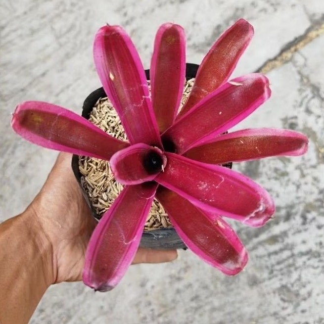 Tanaman Hias Bromelia Pink Piramid - Bromolia - Bromelia Pink Mini