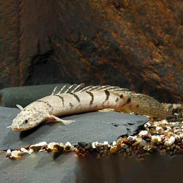 Palmas Delhezi / Ikan Predator / Ikan Hias Aquascape hesi