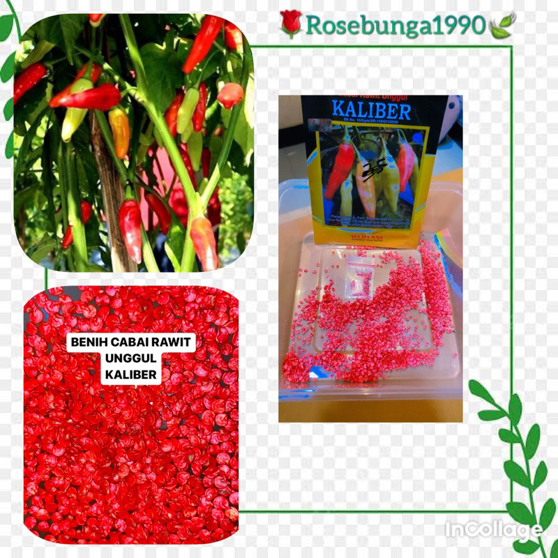 15 Biji Benih Cabe Rawit KALIBER jaminan ori dan lagi viral