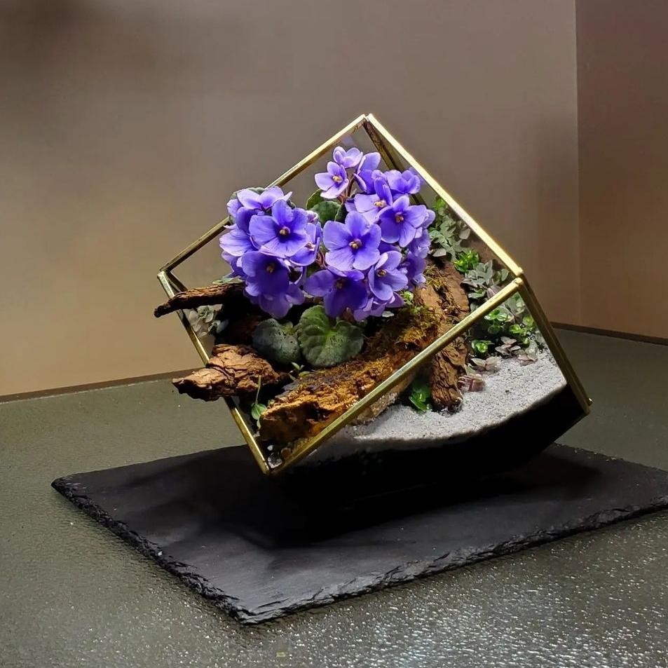 Tanaman Hias - African Violet Saintpaulia ionantha Violet Afrika Indoor Terrarium Mini Blooming Hous
