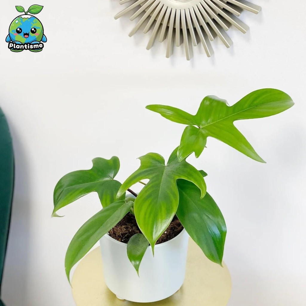 Tanaman Hias – Oak Leaf Philodendron Plant Philodendron Pedatum Aroid Climber