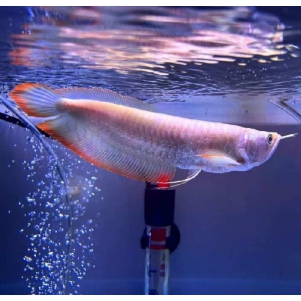 Ikan Arwana Silver Red size 10-13cm bisa COD