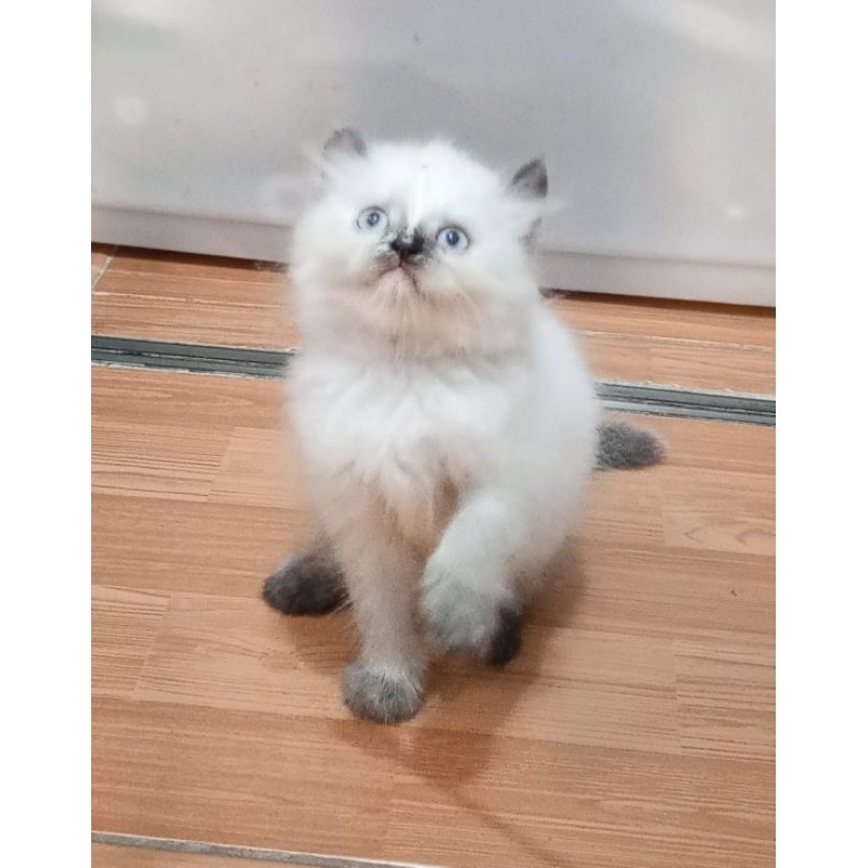 Kucing Kitten Persia Himalaya American Curl