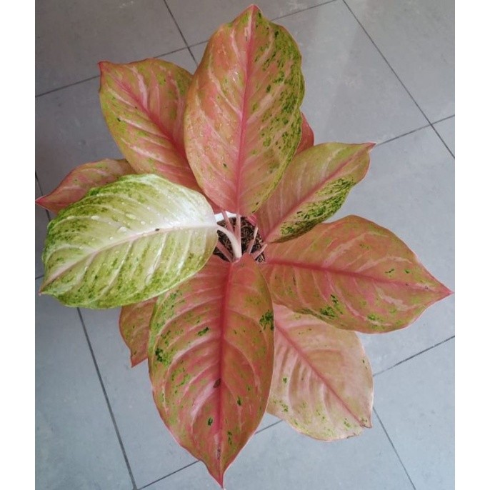 Bibit Bonggol Aglonema Bidadari Mutasi Cantik