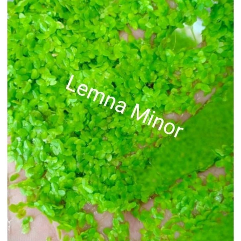 Pakan Ternak Lemna Minor / Mata Lele / Duckweed