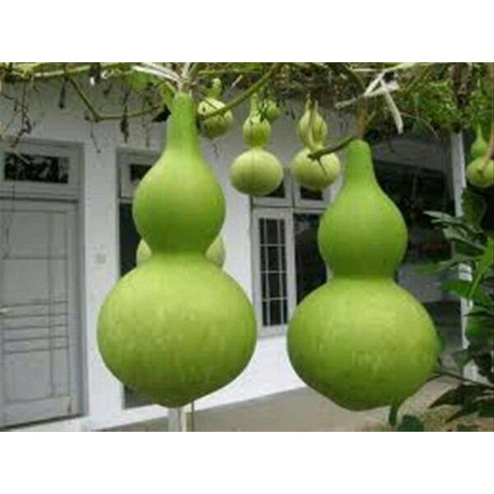 2 benih biji labu kendi /labu gucci / labu botol