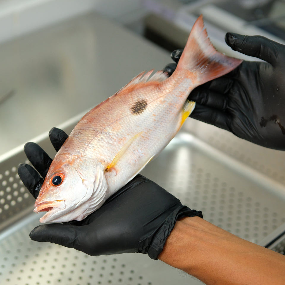 Kakap Tompel Fillet Skin On (Russel's Snapper)