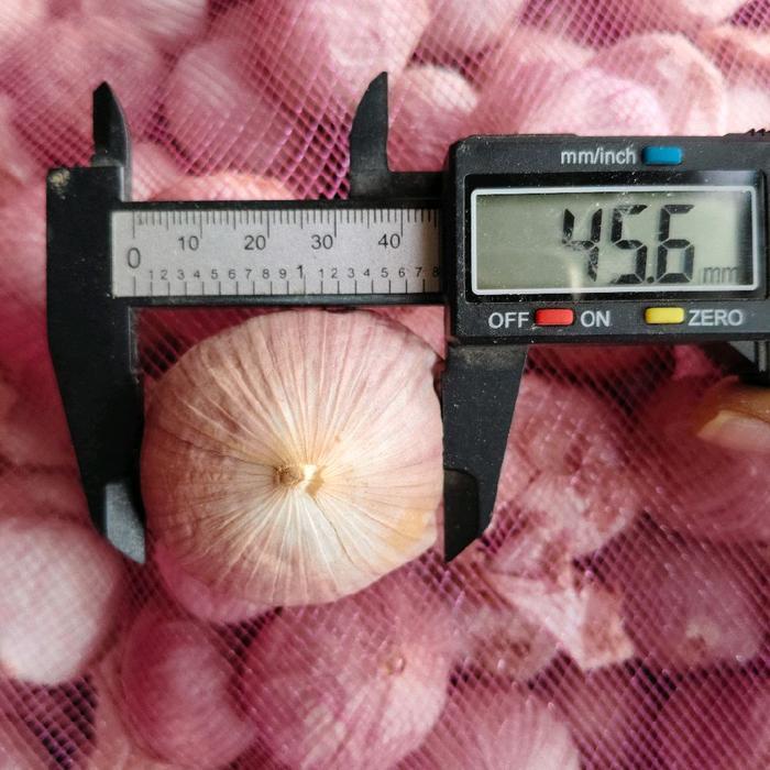 Bawang Putih Tunggal - Lanang Sedang 1 KG - Super jumbo, 1kg