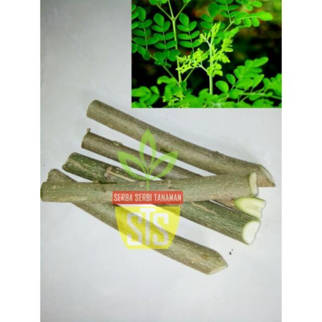 Bibit Stek Kelor Bibit pohon kelor cutting stek batang kelor siap