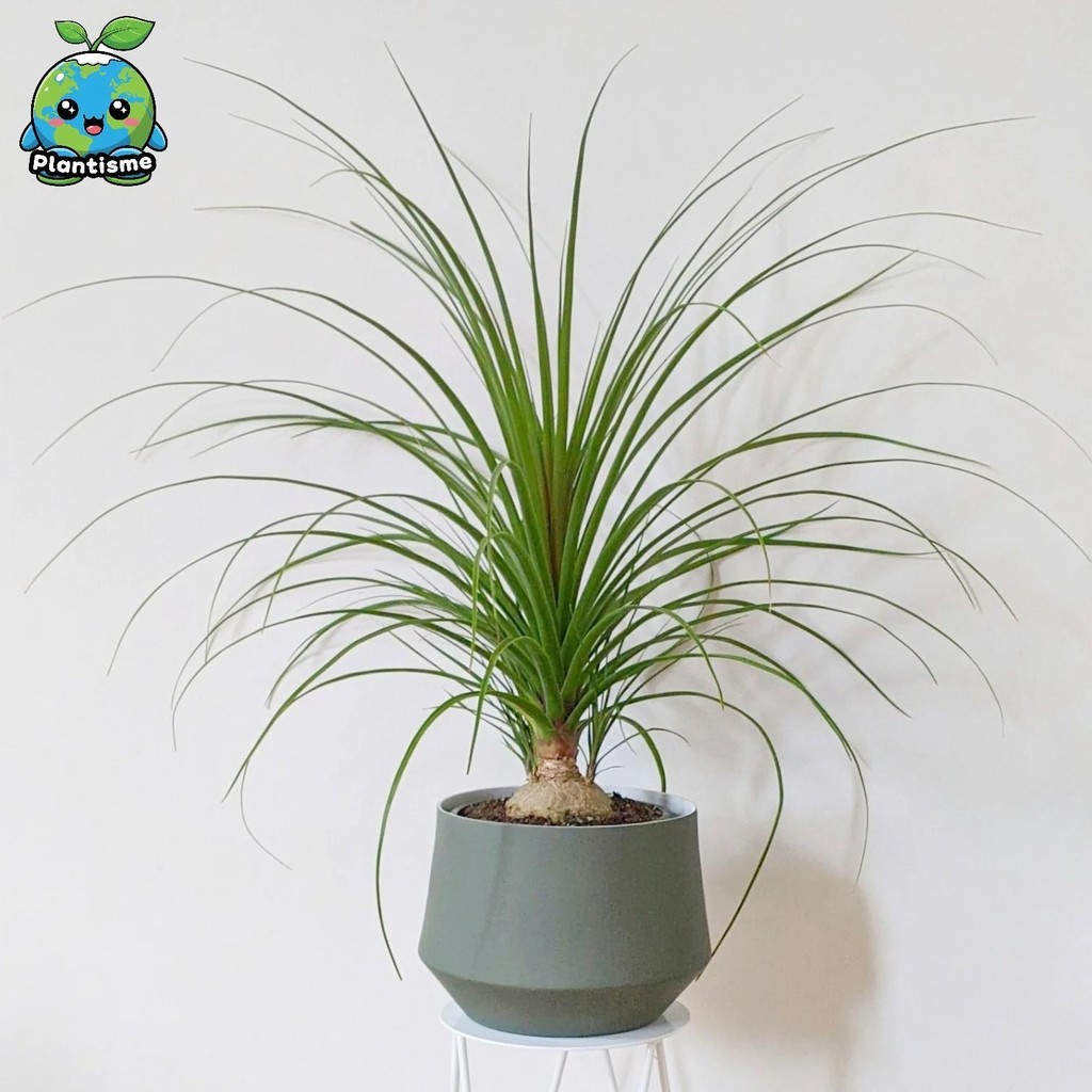 Tanaman Hias – Ponytail Palm Plant Beaucarnea Recurvata Nolina Recurvata Elephant’s Foot Tree Palem 