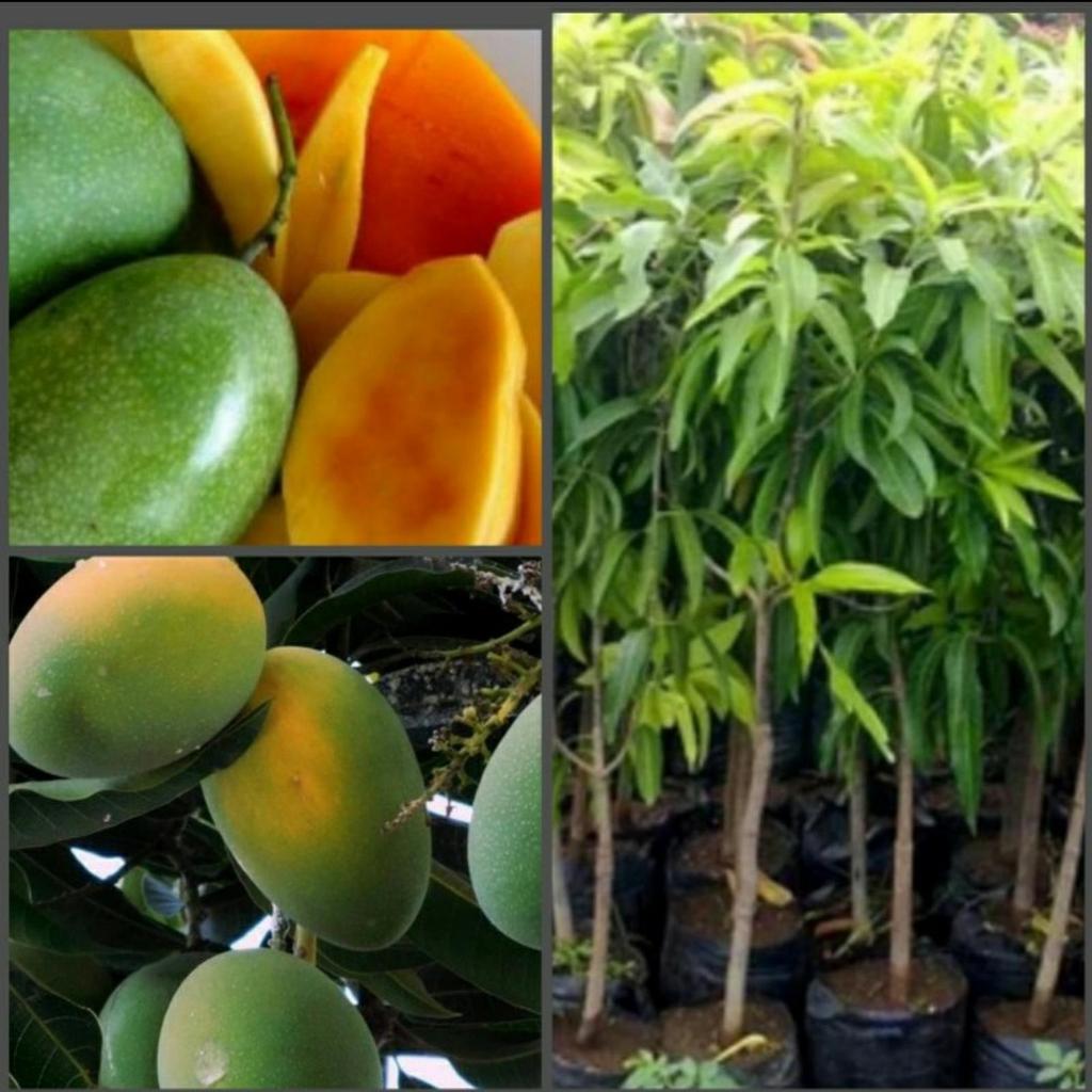 Bibit Mangga Manalagi Super Hasil Okulasi Cepat Berbuah // bibit mangga manalagi bibit mangga simana