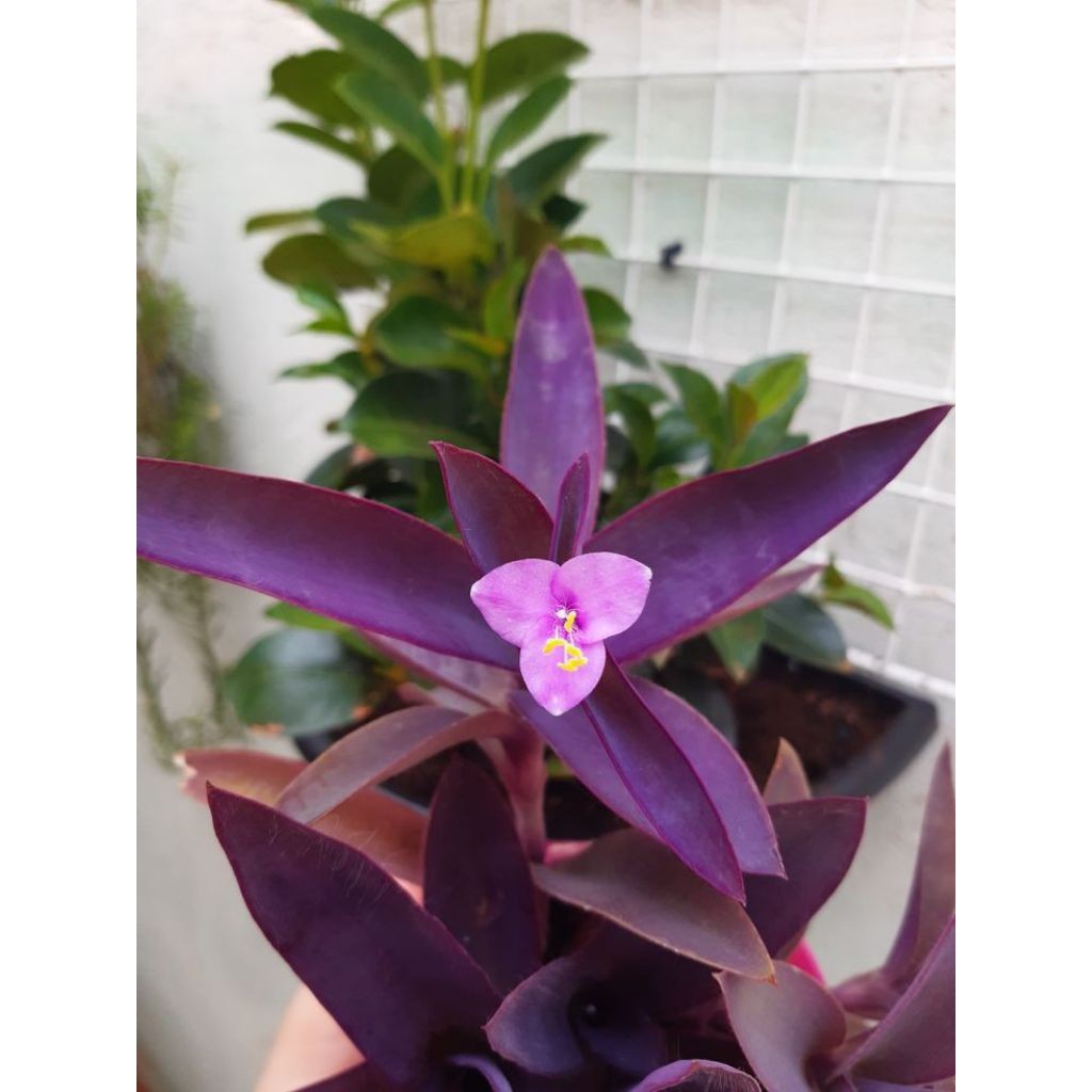 Tanaman Hias Adam Hawa Ungu / Pohon Adam Hawa Ungu