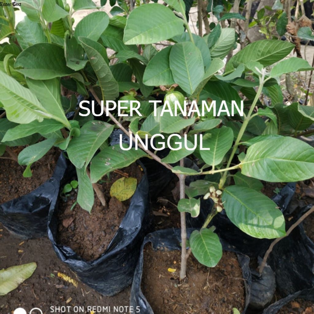 Bibit Jambu Kristal Merah Tanpa Biji Cangkok Sudah Berbuah/ Berbunga