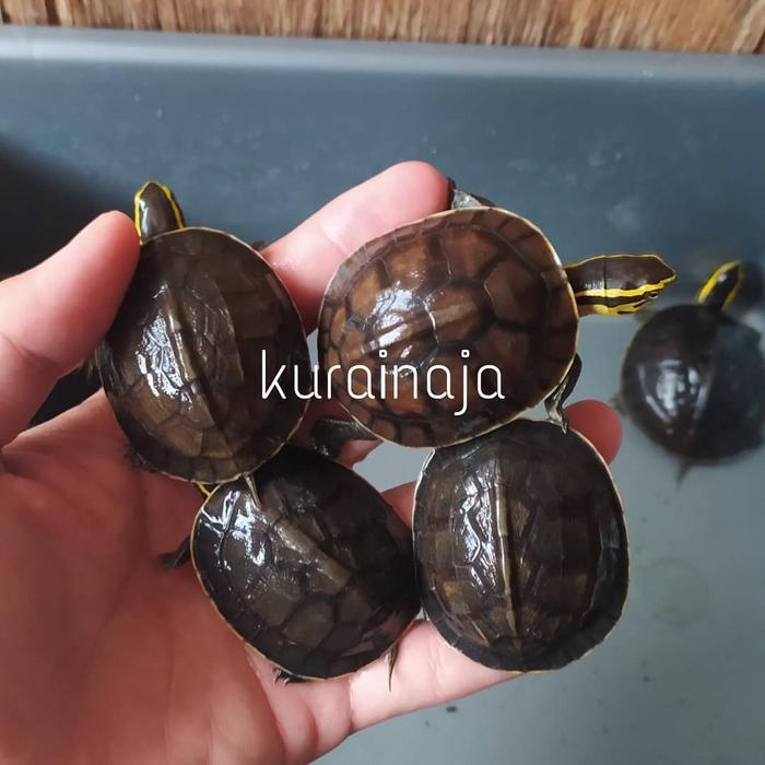 HIASAN KOLAM / AMBON BATOK BABY 6-10 CM