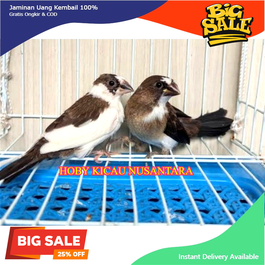 emze / emprit jepang burung hias aviary