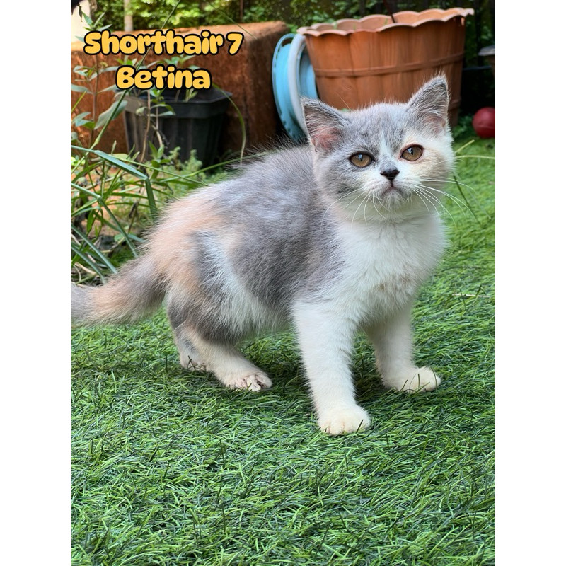 Kucing scottish straight british shorthair mix