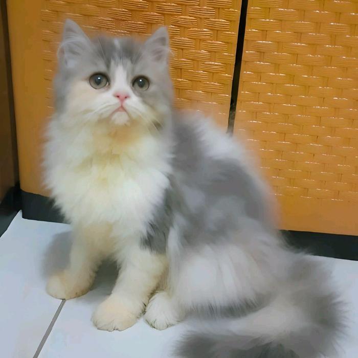 kucing persia flatnose betina 3,5 bulan