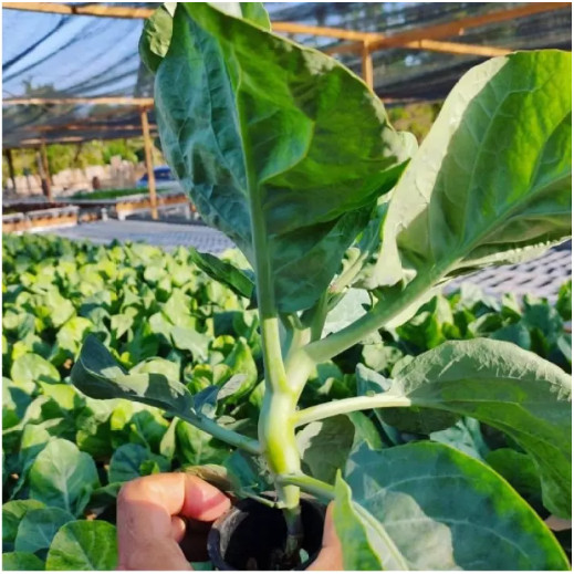 SAWI KAILAN 100 biji / bibit / benih SAYUR KAILAN / SAYURAN KAILAN / CHINESE KALE / KAELAN / KAILAN 