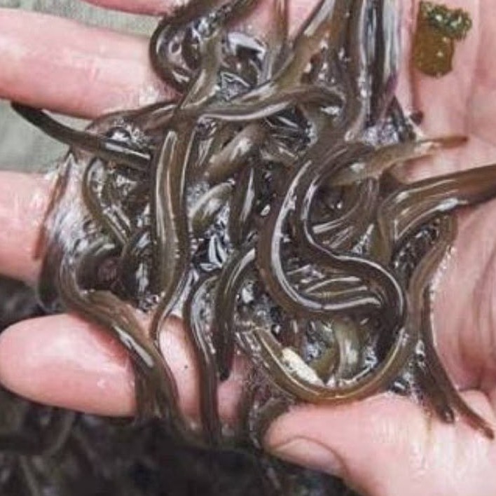 Bibit Sidat Glass Eel Super isi 50 ekor garansi hidup 99%