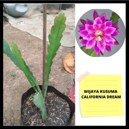 tanaman hias bibit wijaya kusuma- wijaya kusuma  pink california dream