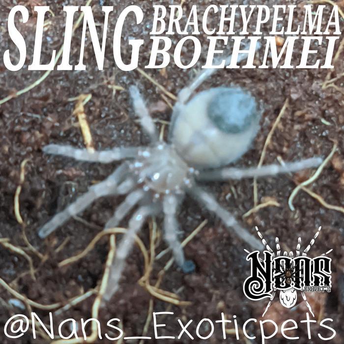 TARANTULA BRACHYPELMA BOEHMEI | MEXICAN FIRELEG TARANTULA SLING