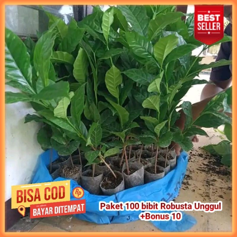 TERMURAH - 100 Bibit Kopi Robusta Siap Tanam / Benih Bibit Kopi Robusta Super Siap Tanam