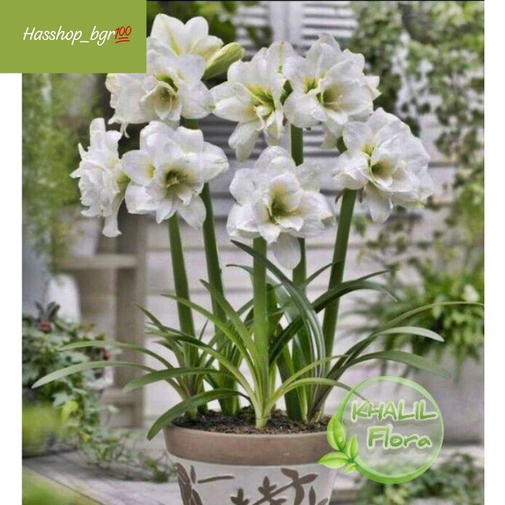 Tanaman Hias Bunga Amarilis Bunga Bakung Putih Umbi Amarylis Termurah (Raffy green lanscape)