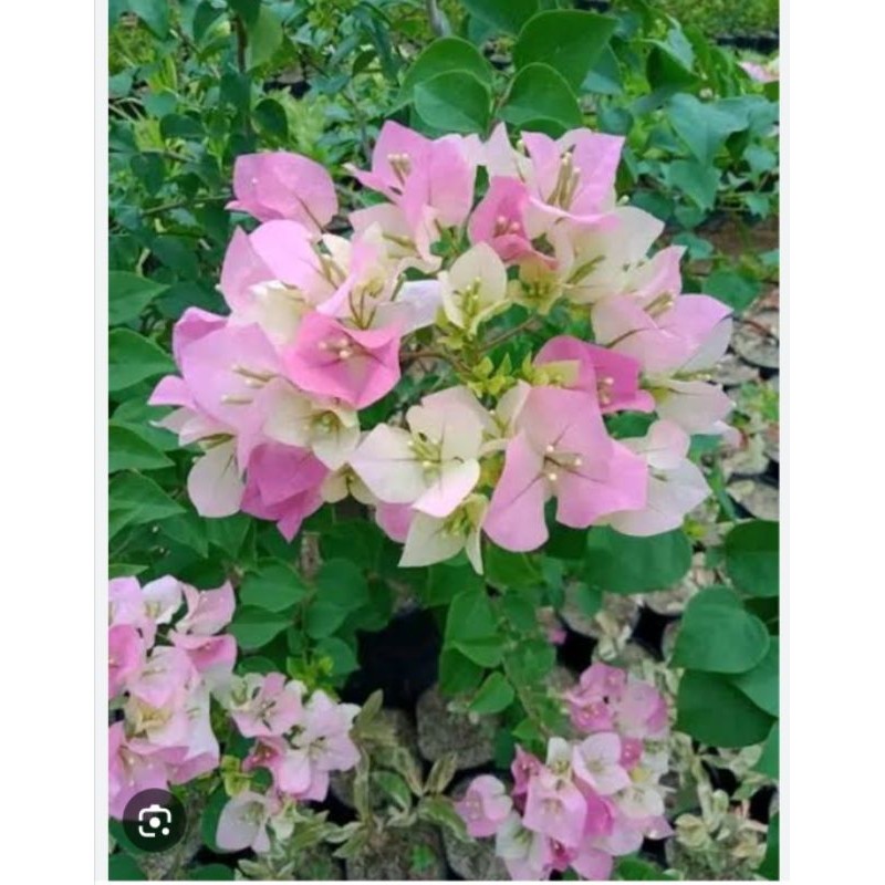 tanaman bugenvil bengawan solo