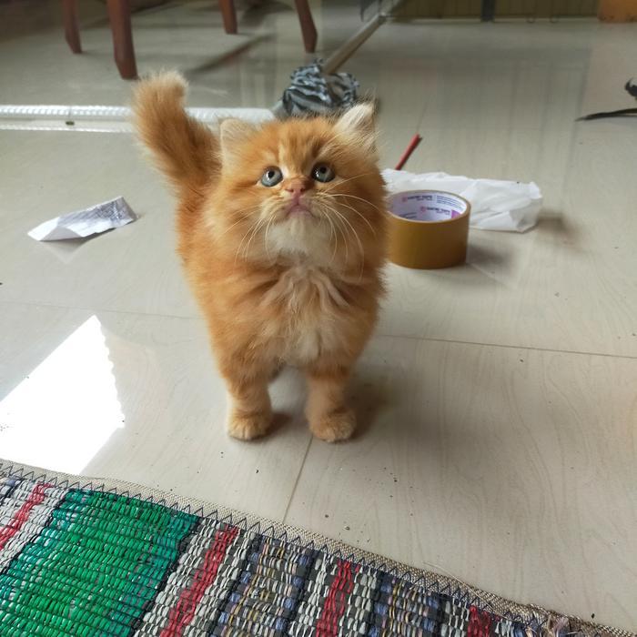 kucing Persia flatnose Oren super